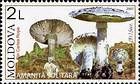 Solitary Amanita (Mushroom)