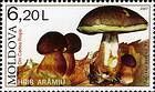 Porcino Nero (Mushroom)