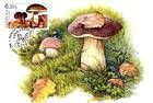 № 581 MC - From The Red Book of the Republic of Moldova: Edible Mushrooms (III) 2007