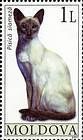 Siamese Cat
