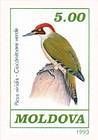 Green Woodpecker