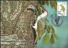 № 58 MC1 - European Green Woodpecker
