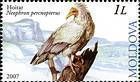 Hoitar (Neophron Percnopterus)