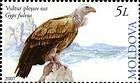 Vultur pleşuv sur (Gyps Fulvus)