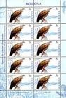 № 593 Kb - Griffon Vulture (Gyps Fulvus)