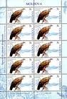 № 593 Kb - Păsări dispărute în Moldova (din Colecţia Muzeului Naţional de Etnografie şi Istorie Naturală) 2007