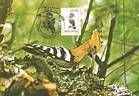 № 60 MC1 - Hoopoe