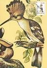 № 60 MC2 - Hoopoe