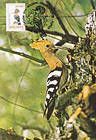Hoopoe