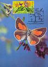 Bufferflies and Flora