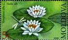 № 618 (5.00 Lei) White Waterlily (Nymphaea Alba)