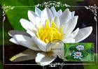 White Waterlily