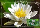 № 618 MC2 - White Waterlily