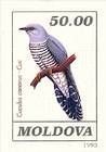 European Cuckoo