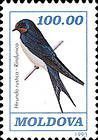 Barn Swallow