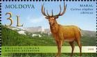 Altai Wapiti or Maral (Cervus Elaphus Sibiricus) 