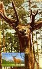 Large Deer