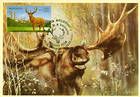 Moose