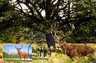 Deer