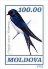 Barn Swallow
