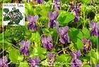 Viola