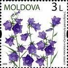 Campanula