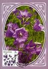 Campanula