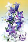 Campanula