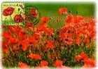 Poppy