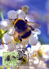 № 659 MC1 - Bumblebee