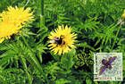 № 660 MC1 - Bumblebee