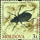 № 661 (3.00 Lei) Carabus Beetle