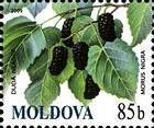 № 670 (0.85 Lei) Black Mulberries