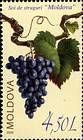 The «Moldova» Grape Variety