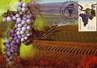 № 676 MC1 - The «Moldova» Grape Variety 2009