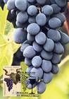 № 676 MC2 - «Moldova» Grapes