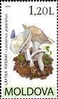 Peppery Milk-Cap (Lactarius Piperatus)