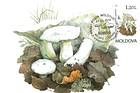Peppery Milk-cap (Lactarius Piperatus)