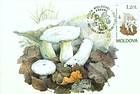 Peppery Milk-cap (Lactarius Piperatus)