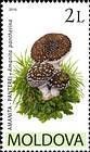 Panther Cap (Amanita Pantherina)
