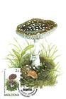 Panther Cap (Amanita Pantherina)