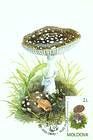 Panther Cap (Amanita Pantherina)