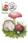 Bloody Brittlegill (Russula Sanguinea)
