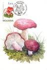 Bloody Brittlegill (Russula Sanguinea)