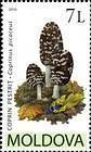 Magpie Fungus (Coprinus Picaceus)