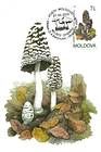 Magpie Fungus (Coprinus Picaceus)