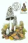 Magpie Fungus (Coprinus Picaceus)