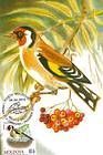 European Goldfinch (Carduelis Carduelis)