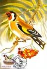 European Goldfinch (Carduelis Carduelis)