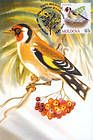 № 698 MC3 - European Goldfinch (Carduelis Carduelis)